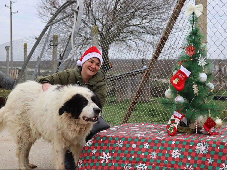 Над 100 души подкрепиха кампанията за осиновяване на кучета от приюта в Каменар