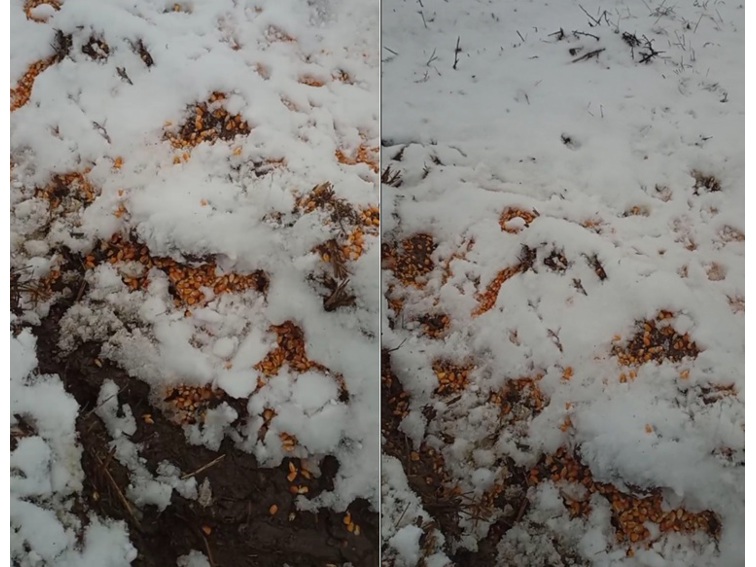 Тревожни сигнали за нередности в Априлци след огнища на птичи грип в Пазарджишко