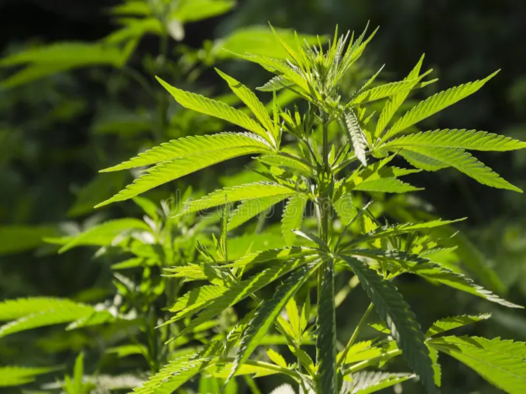 Шест месеца затвор за незаконно отглеждане на коноп в Перник