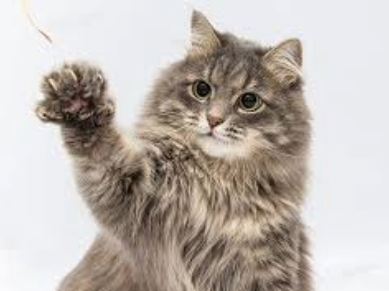 Близо 200 бездомни котки са кастрирани по програма на Община Варна