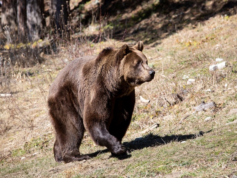 Паркът за мечки в Белица има нови обитатели от Аржентина 