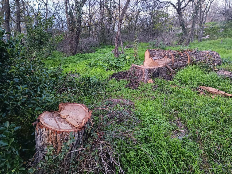 Сеч по тепето