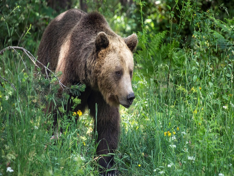 ПАРК ЗА МЕЧКИ Белица отново посреща посетители  