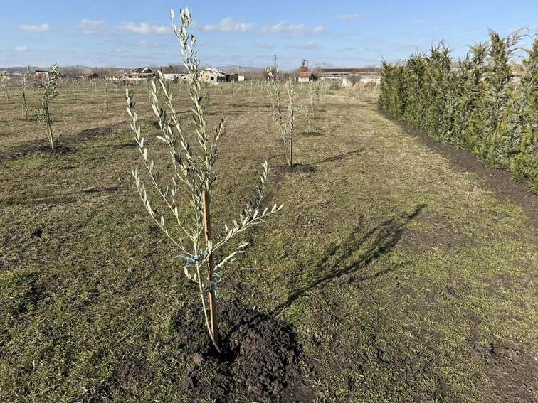 Първият масив с маслинови дръвчета по Черноморието се намира в Зоопарк Бургас.