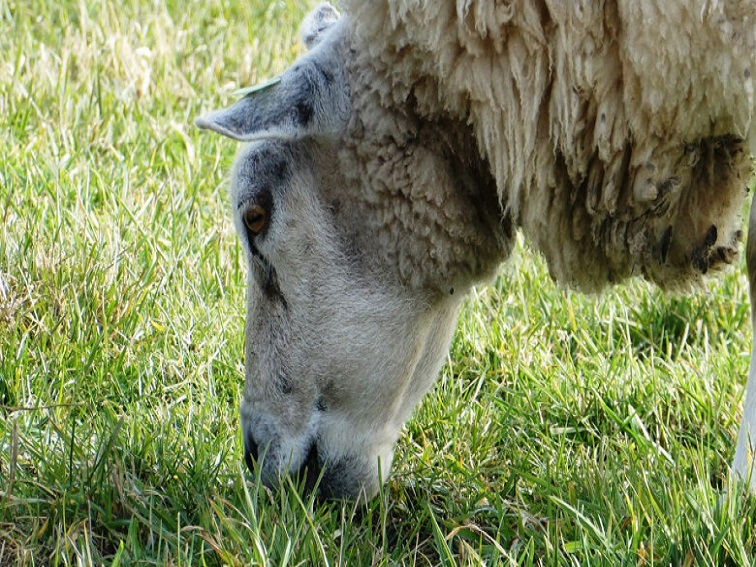 Дефицит от около 60 000 агнета за Великден и Гергьовден