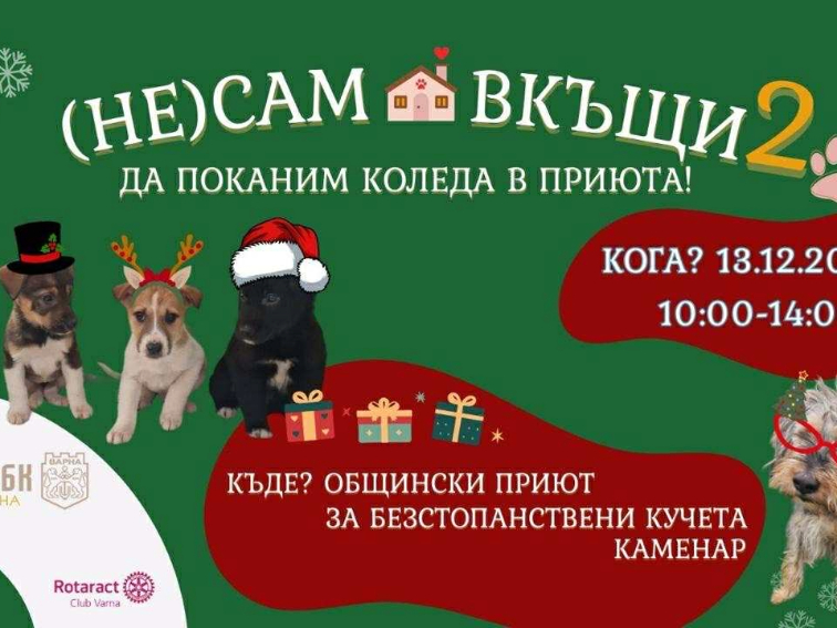 В Общинския приют за бездомни кучета се подготвят за второто издание на инициативата „(НЕ) Сам вкъщи“.   