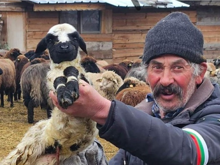 Казусът „Бай Рибан и неговото стадо“: над 2000 овце вече 1,5 години в карантина във Велинград – има ли изход?