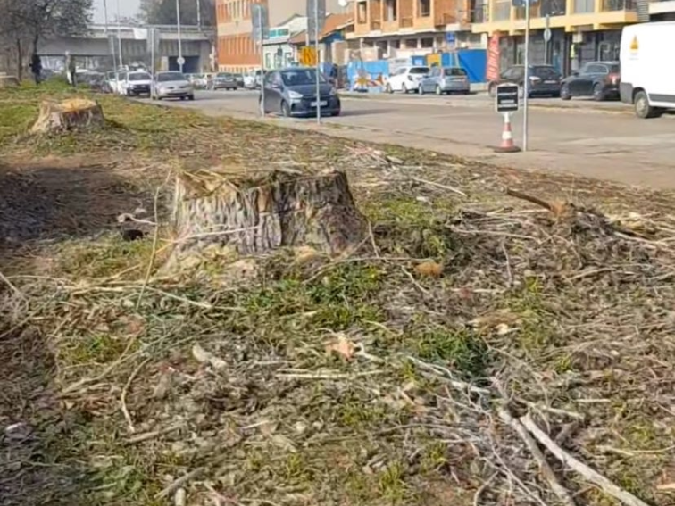 Ще бъдат изсечени всички дървета разположени по бул. „Марица-Север”