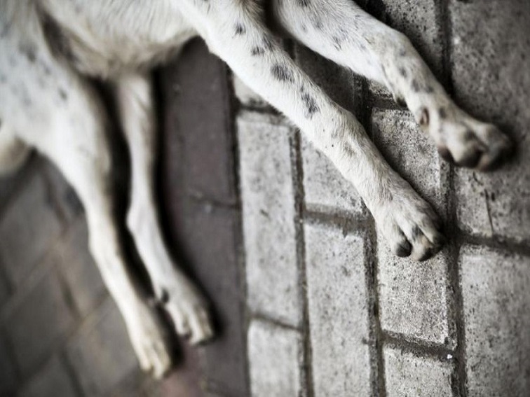 Сигнал за отровено куче в с. Джерман, образувано е досъдебно производство