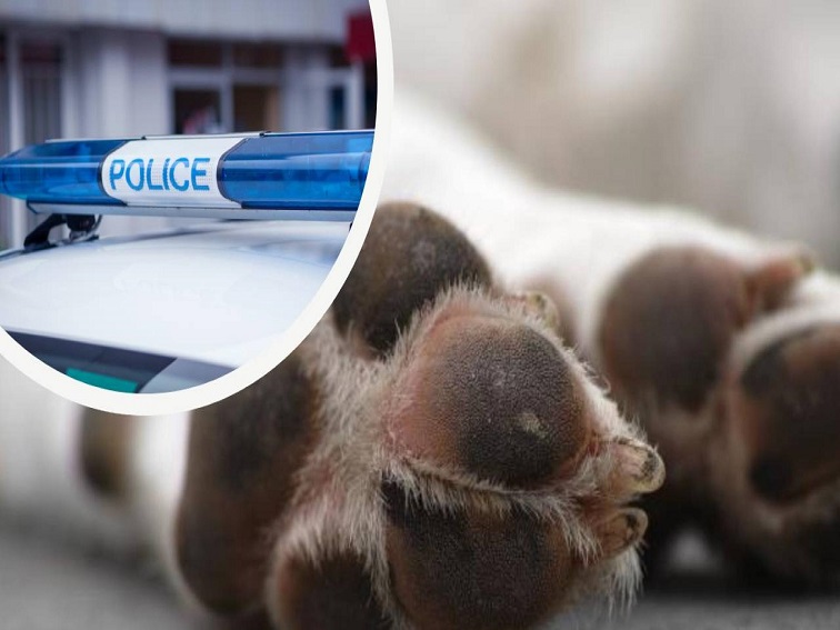 Образувано производство за причинена смърт на куче в Кюстендил