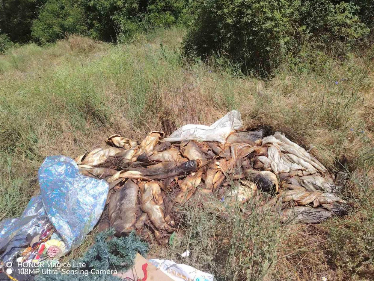Мъртва риба в язовира край село Мъдрец предизвика сигнали до институциите