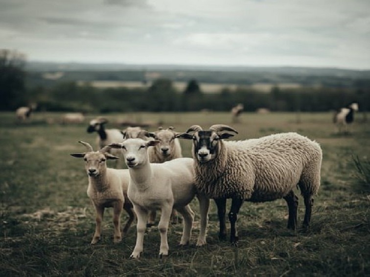  БАБХ започва масови проверки по южната граница заради шап в Кипър и шарка в Гърция