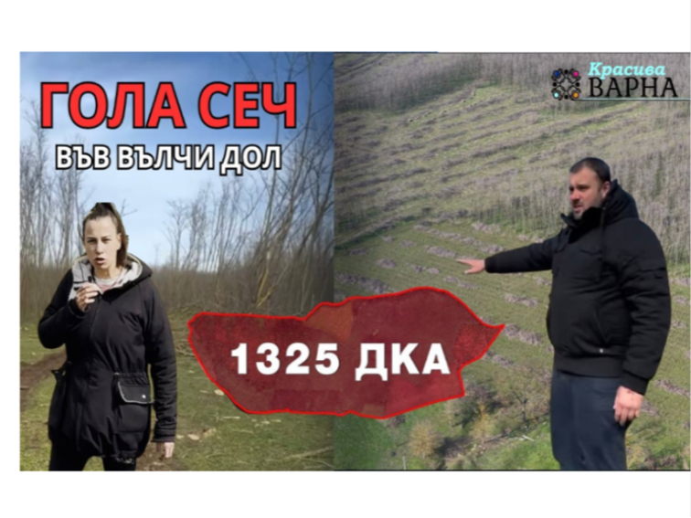 Сигнали за масова сеч край Вълчи дол: законна дейност или сериозни нарушения?