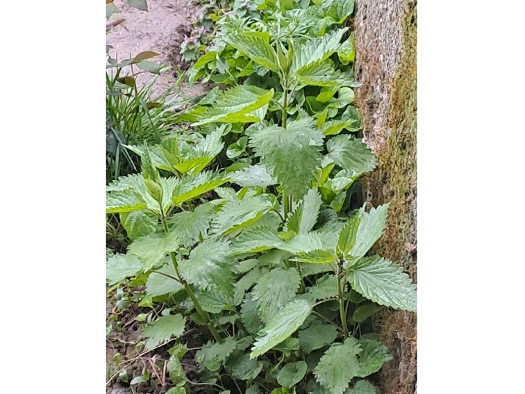 Истината за селския кмет