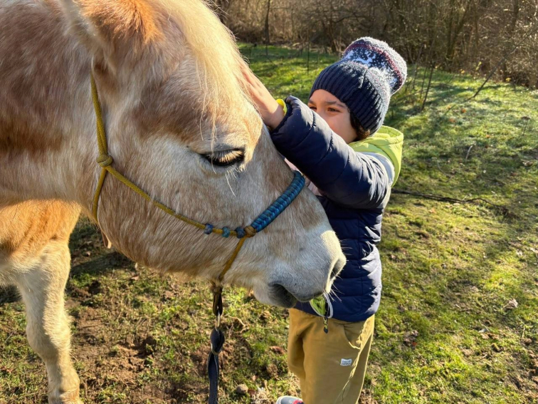 Спешно търсят нов дом за терапевтични коне край Варна