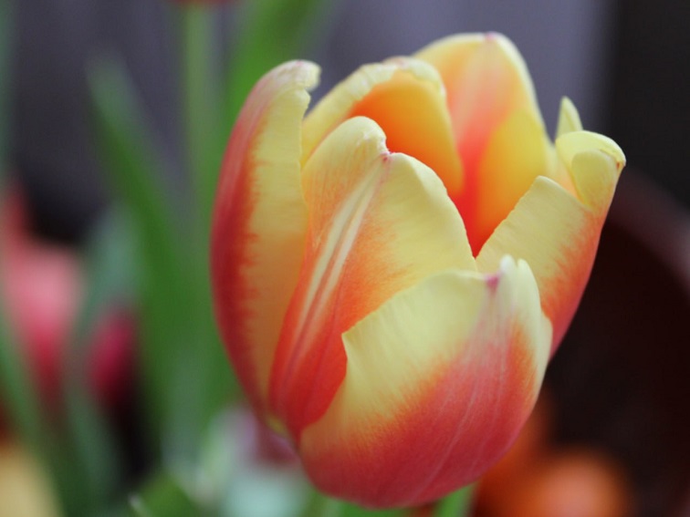 Честит 8 март – Международния ден на жената