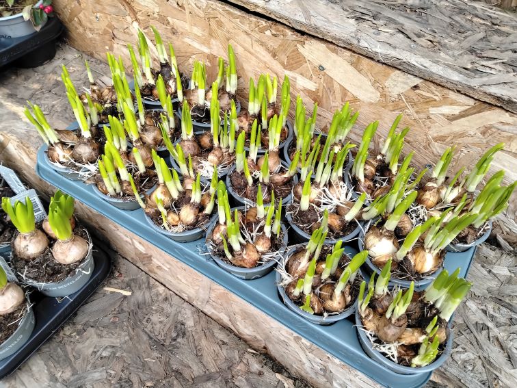 Хаос в пазара на цветя: липсата на правила тласка сектора в сивата икономика