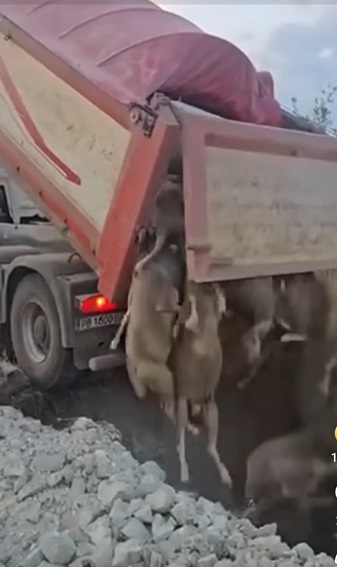 Кръвта на Татарево- държавен геноцид под прикритие