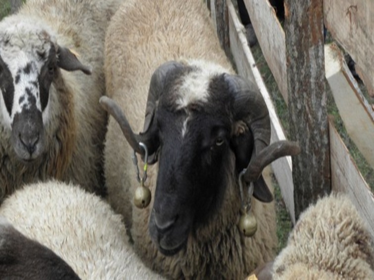 Поредно огнище на бруцелоза в Симитли, десетки животни отиват в кланица