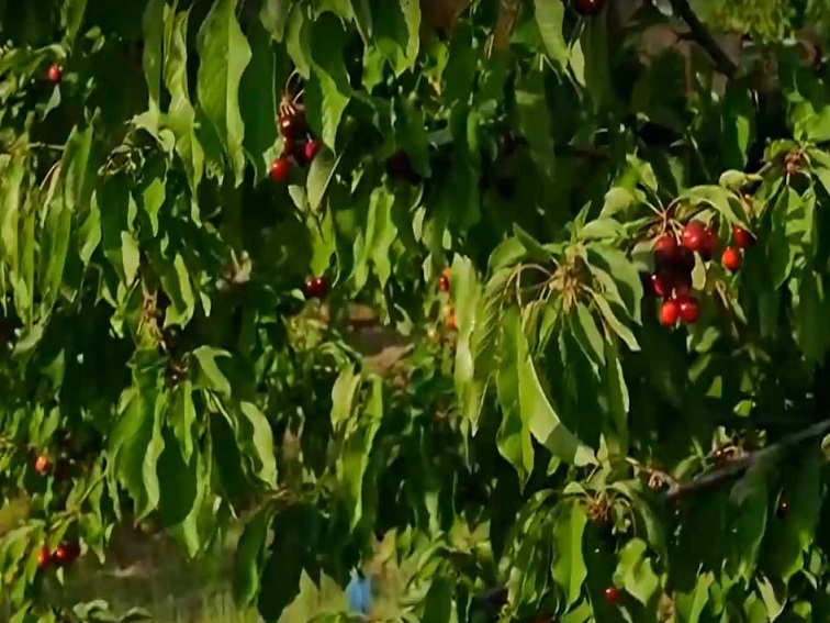 Производители алармират за спекула с цените на черешите и нерегламентиран внос