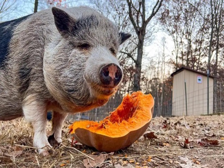 Тиквата гние! Пожелаваме ти успех на изборите на пролет, Спасителю наш!