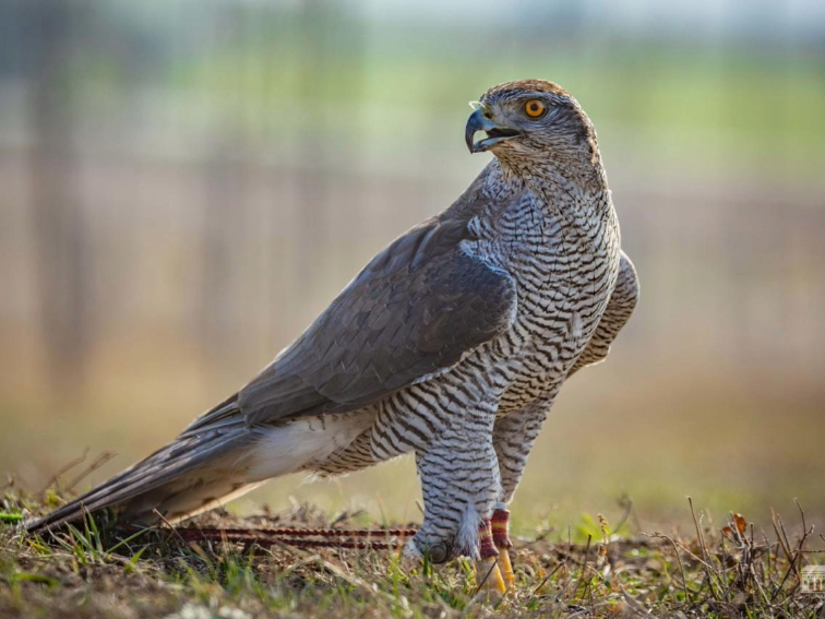 Международното състезание „Небесни бойци“ събира елита на соколарството на 1 март