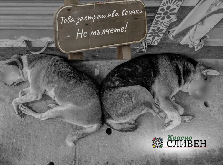 СПАСЯВАМЕ ЖИВОТНИТЕ ЗАЕДНО!