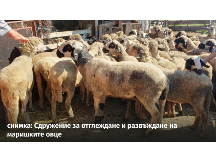 Истина или унищожение: БАБХ установи огнище на шарка по овцете и козите край Първомай