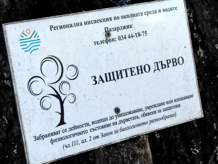 По следите на защитените дървета в Пазарджишка област
