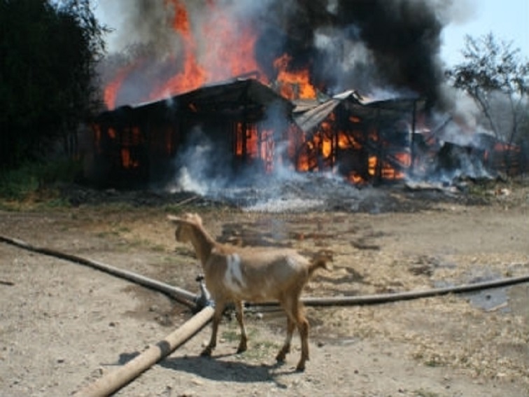 Пожар в помещение за животни в Пордим – спасени над 200 животни