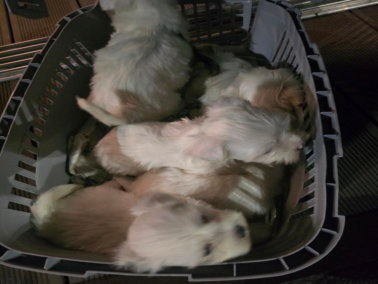 БАБХ спря незаконен транспорт на кучета в Кресна