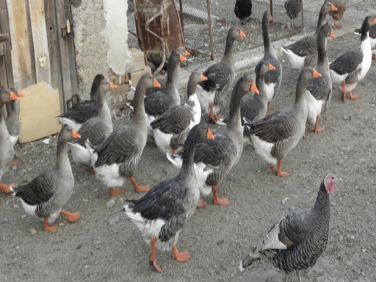 Унищожават 30 000 патици заради птичи грип във ферма в Хасковско