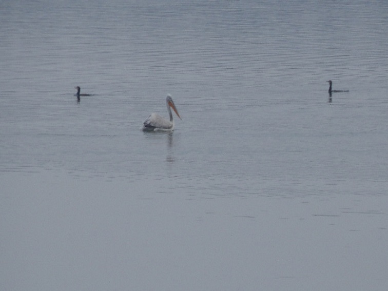 Преброиха зимуващите водолюбиви птици в областите Плевен и Ловеч