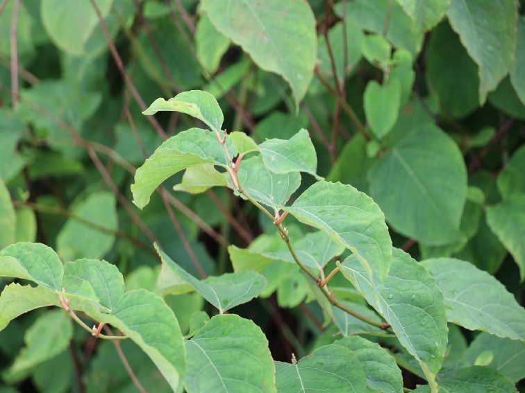 Японски спориш (Japanese knotweed) и потенциалът му при Лаймска болест