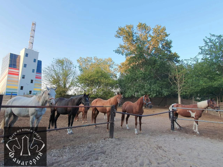 Събират средства за конна база „Фанагория“ след опустошителен пожар